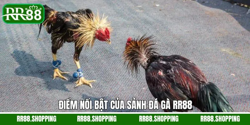 Điểm mạnh ấn tượng của đá gà RR88 Điểm mạnh ấn tượng của đá gà RR88