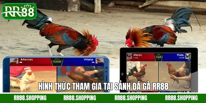 Loại hình đá gà đa dạng tại RR88 Loại hình đá gà đa dạng tại RR88